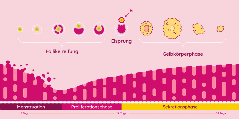 Illustration des weiblichen Zyklus